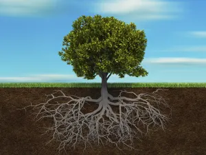 iStock_000014458292Medium